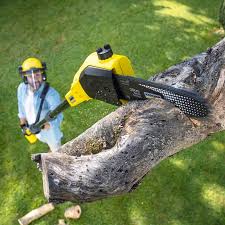 Best Hazardous Tree Removal  in Cokato, MN