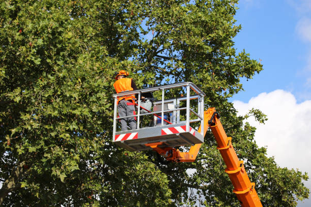 Best Tree Disease Treatment  in Cokato, MN