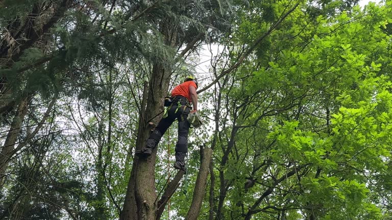 Best Stump Grinding and Removal  in Cokato, MN