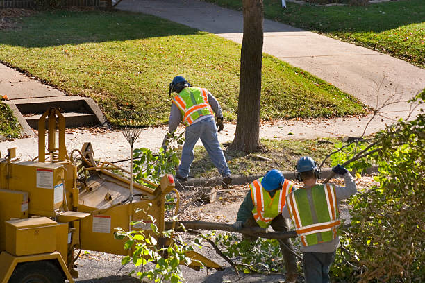 Best Lawn Irrigation Installation and Maintenance  in Cokato, MN